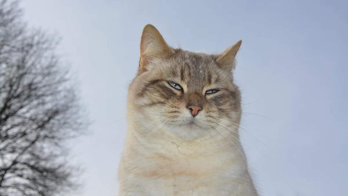 Why Is My Cat Keeping One Eye Closed? Causes and Care