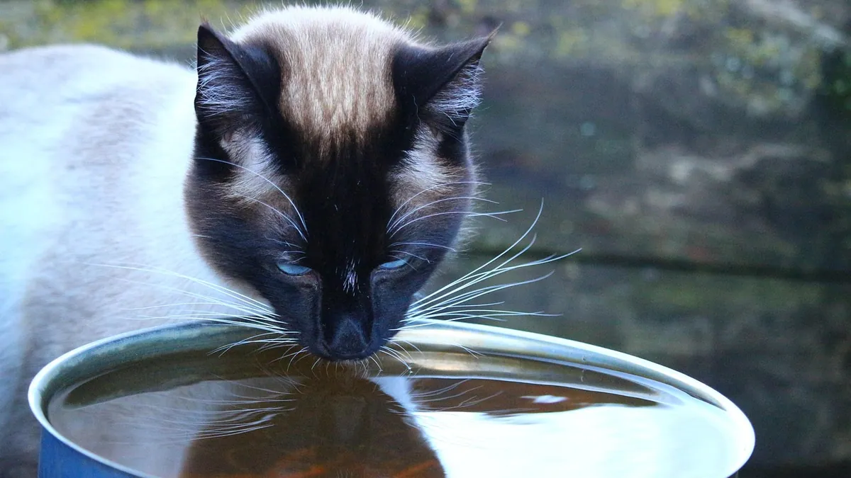 Why Is My Cat Knocking Over His Water Bowl? Solutions