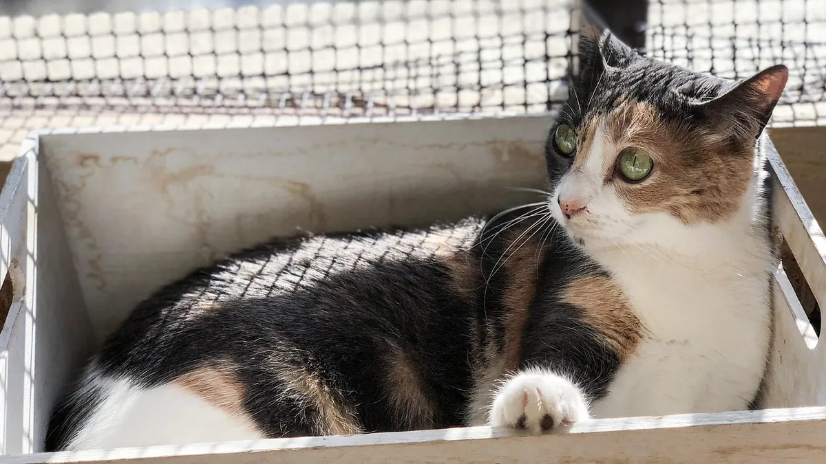 Why Is My Cat Laying in the Litter Box? Causes and Help