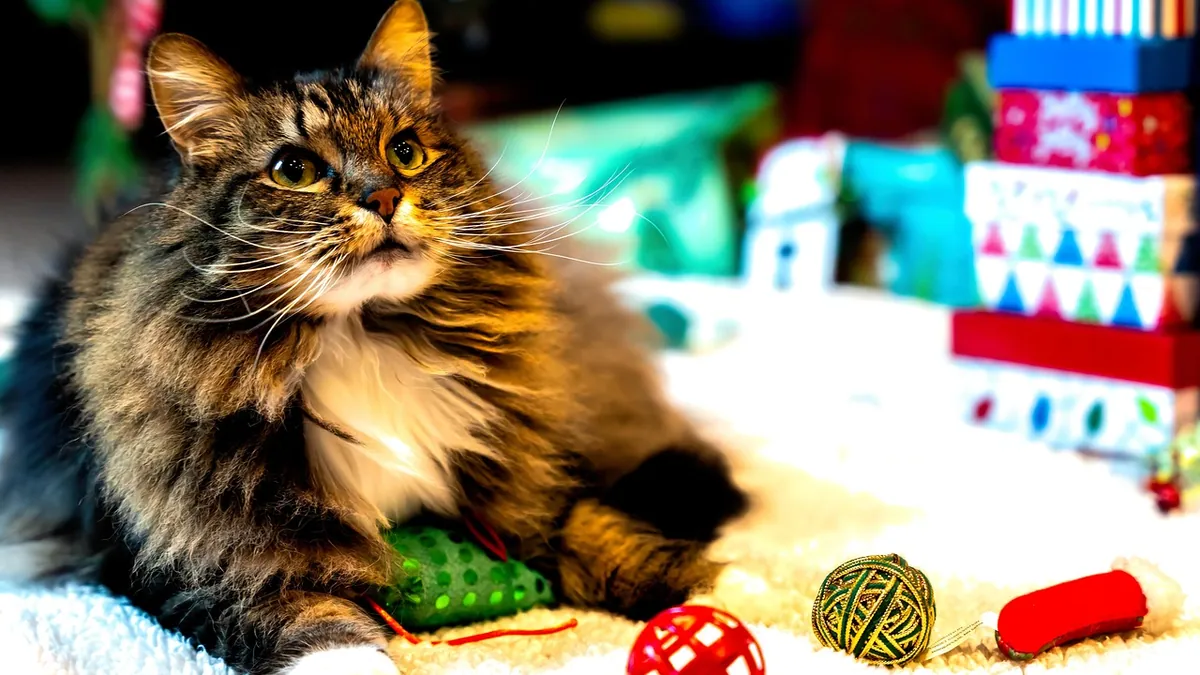 Why Is My Cat Not Interested in Catnip?