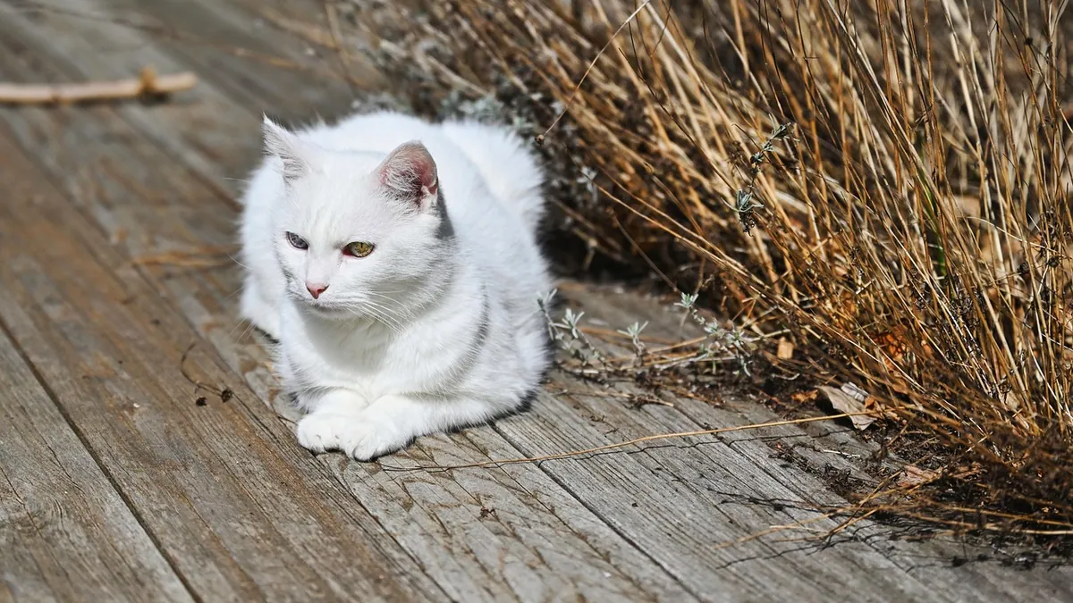 Why Is My Cat Not Pooping in the Litter Box? Solutions