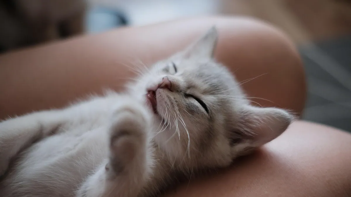 Why Is My Cat Obsessed with Me? Understanding Feline Bonding