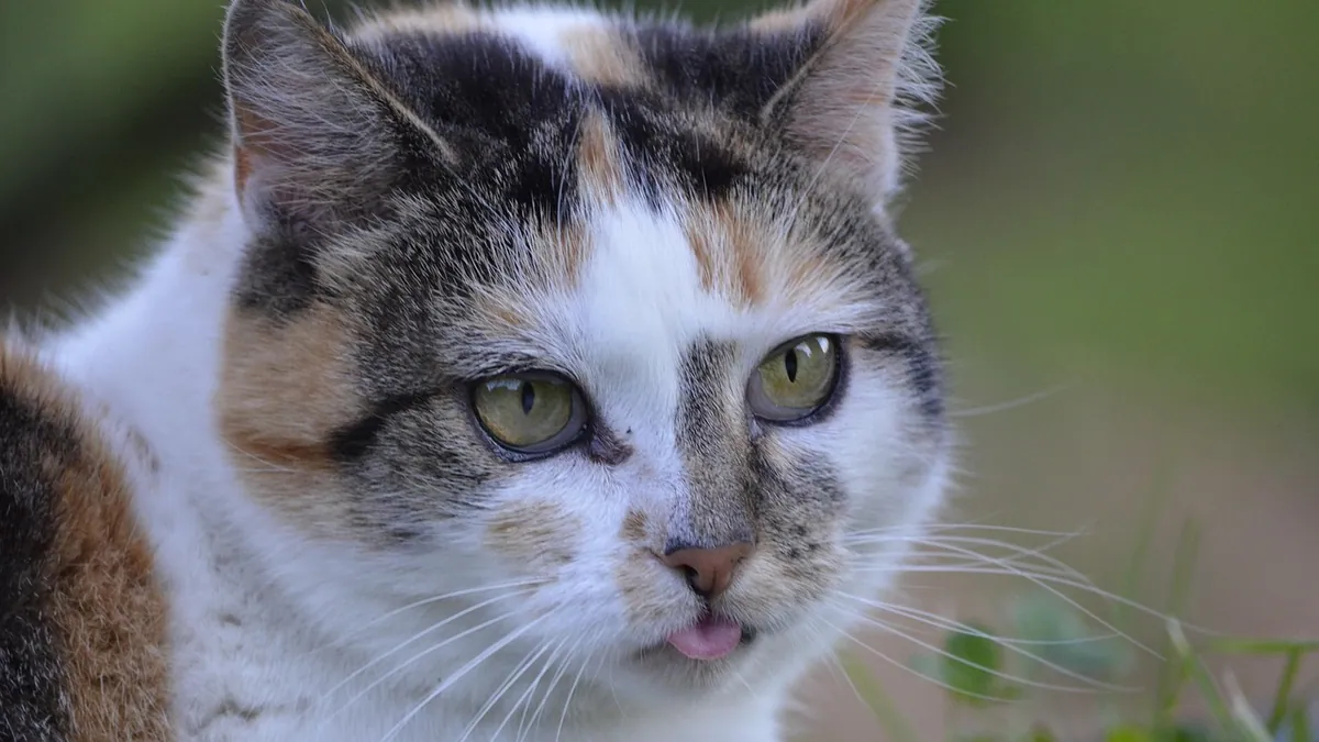 Why Is My Cat Panting Like a Dog? Causes and When to Worry