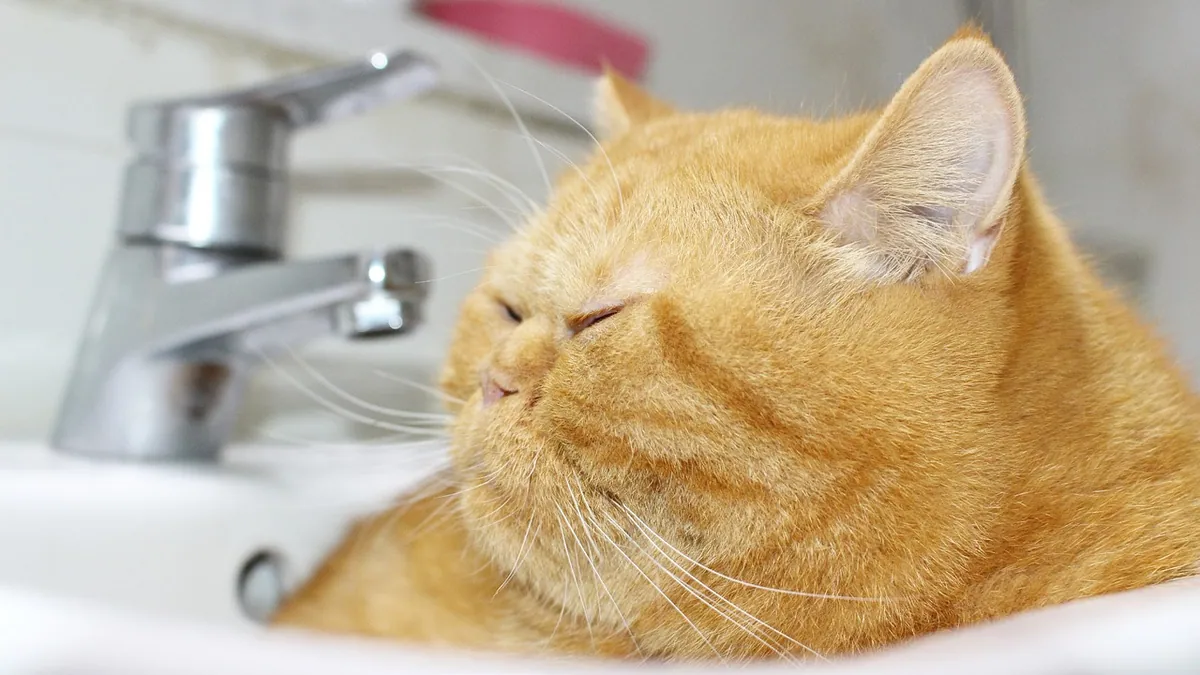 Why Is My Cat Pooping in the Sink? Causes and Solutions