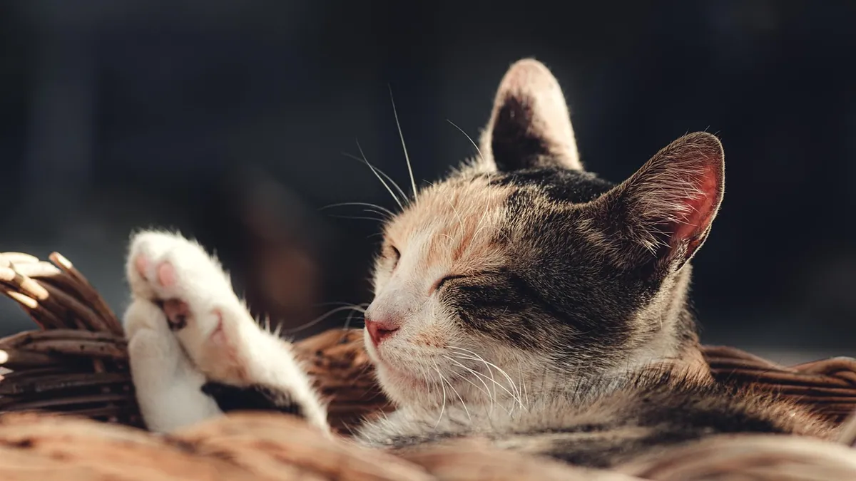 Why Is My Cat Purring So Much? What Purring Means