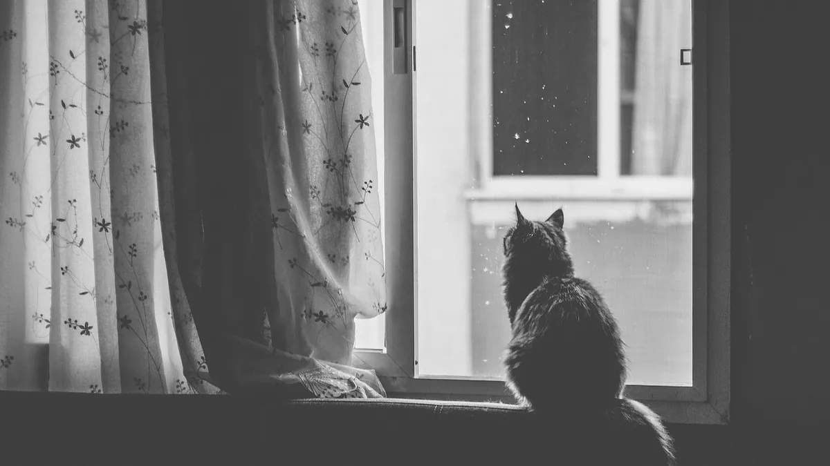 Why Is My Cat Quiet? Causes of Sudden Quietness in Cats