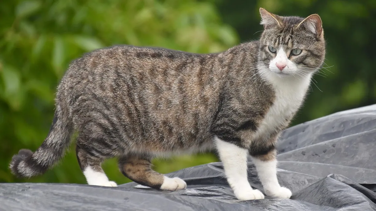 Why Is My Cat Quivering? Causes of Tremors in Cats