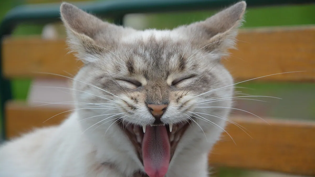 Why Is My Cat So Vocal? Understanding Excessive Meowing