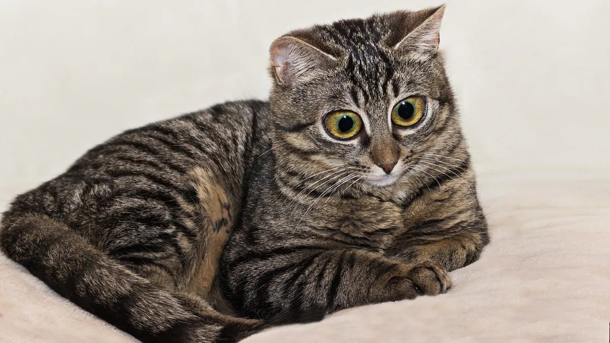 Why Is My Cat Suddenly Having Diarrhea? Causes and Care