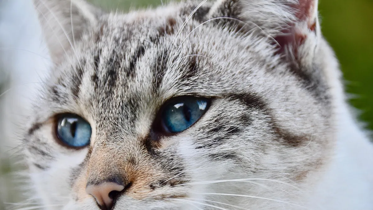 Why Is My Cat Tearing Up? Causes of Excessive Eye Watering