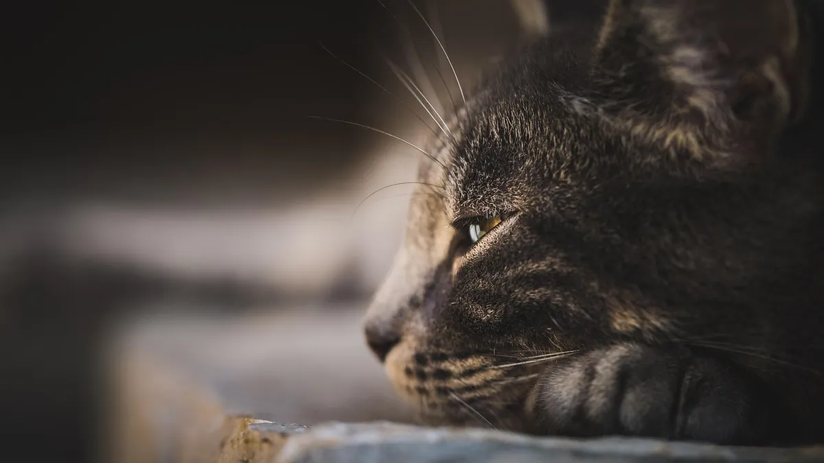 Why Is My Cat Trying to Bury His Food? Behavior Explained