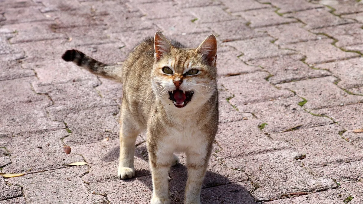 Why Is My Cat's Voice Changing? Causes and When to Worry