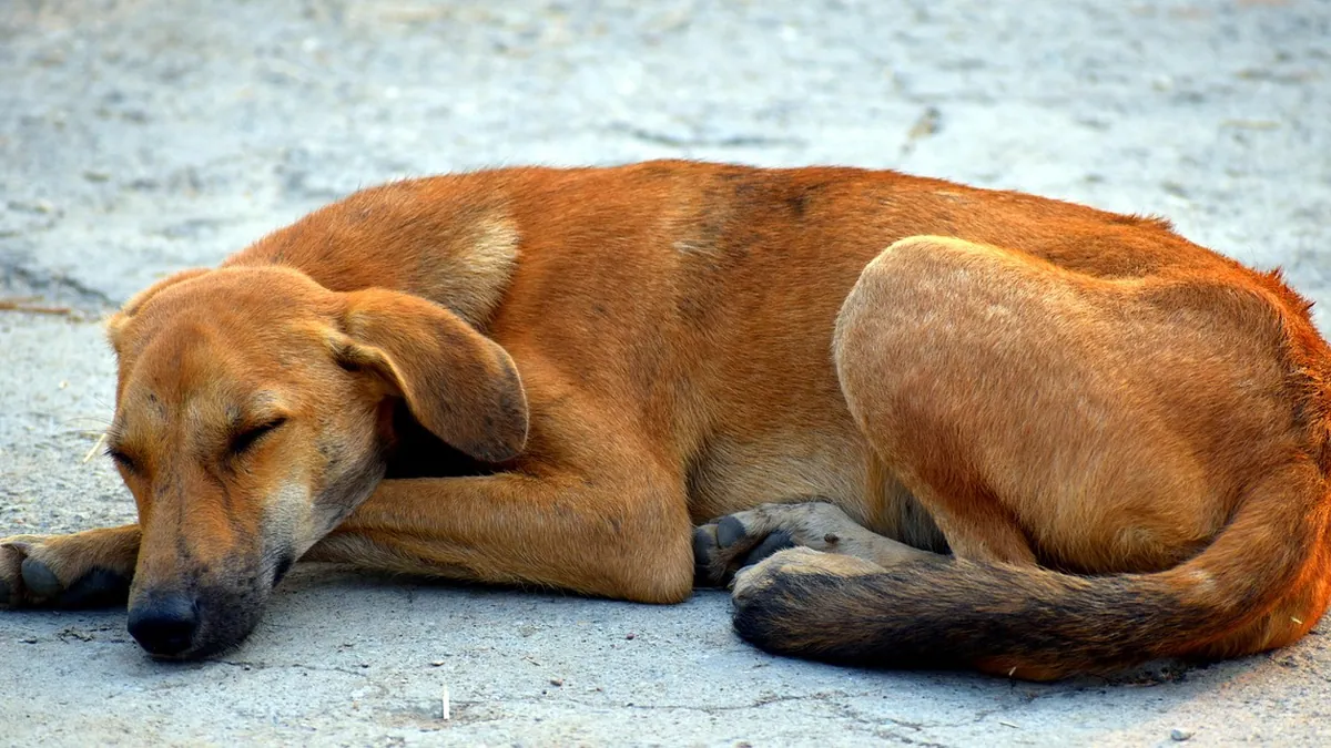 Why Is My Dog Quiet Today? When Quiet Means Something