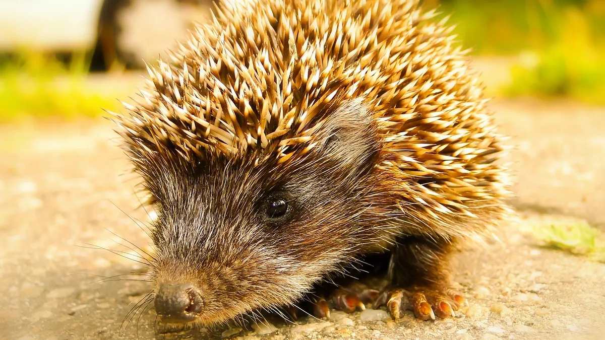 Why Is My Hedgehog Bleeding? Causes and What to Do