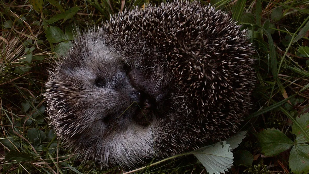 Why Is My Hedgehog Hissing? What It Means and What to Do