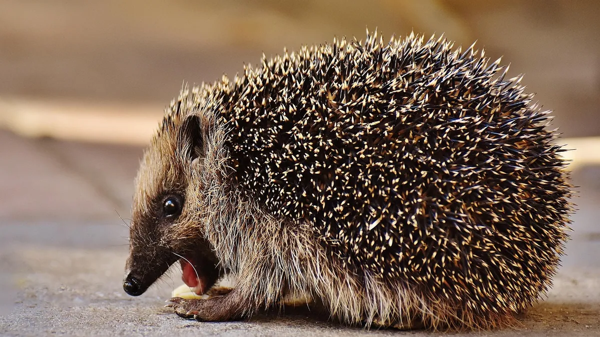 Why Is My Hedgehog Making Noise? Squeaks and Clicks