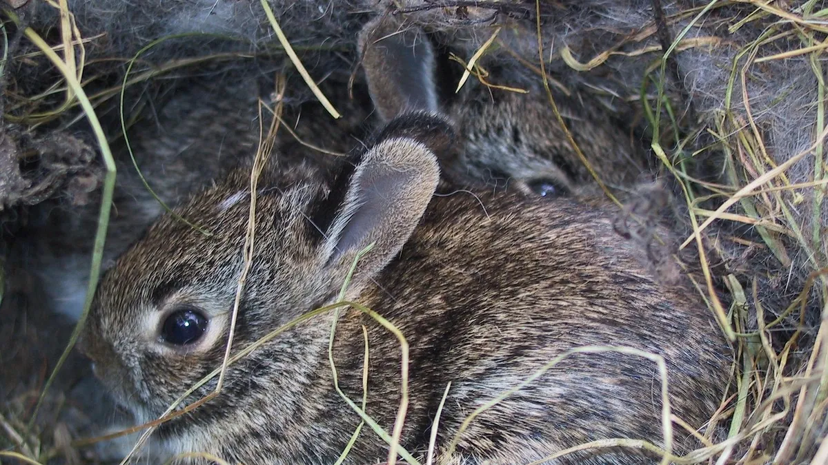 Why Is My Rabbit Making a Nest? Nesting Explained
