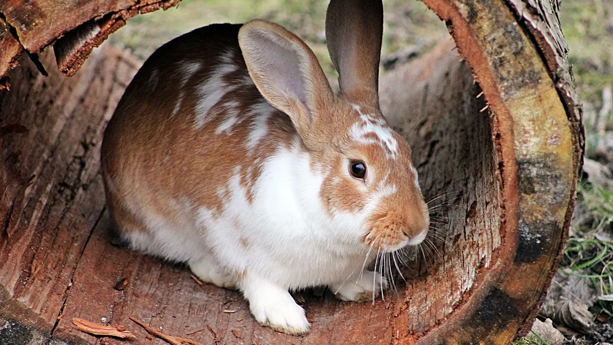 Why Is My Rabbit Mean? Aggression Causes and Fixes