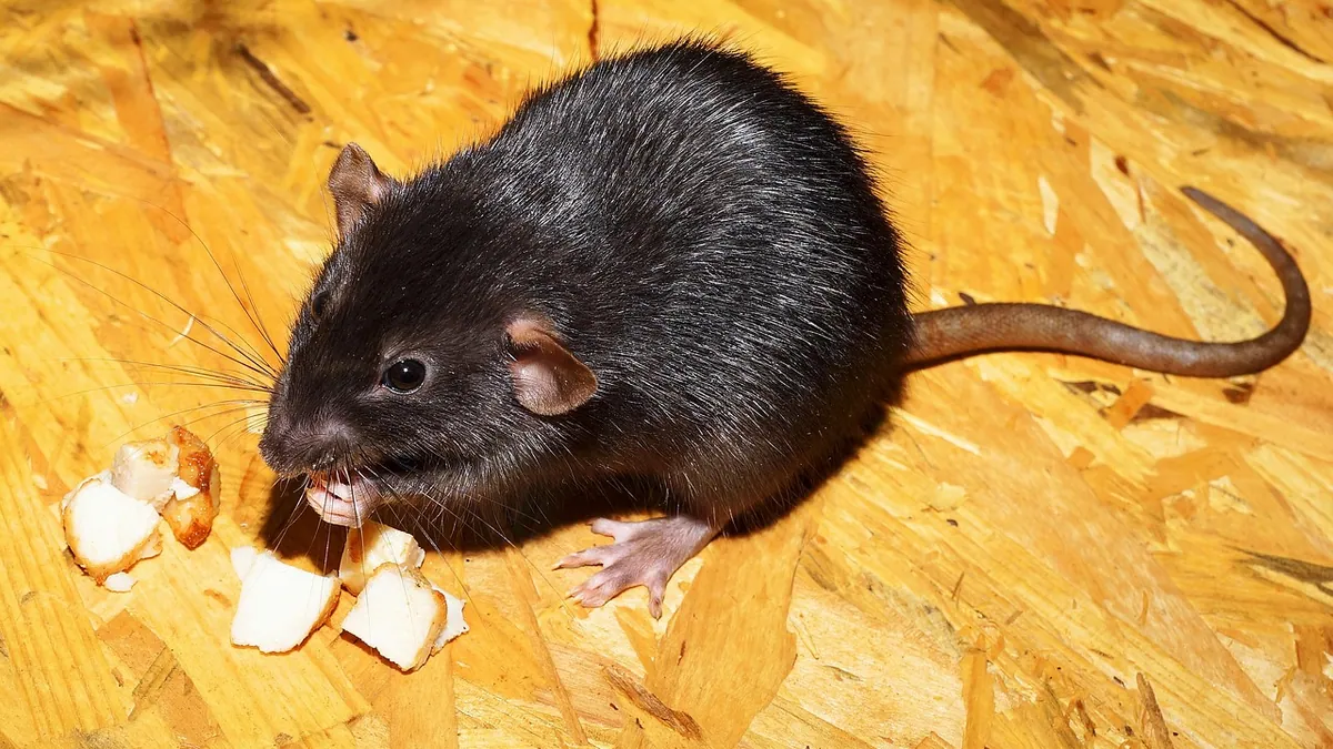 Why Is My Rat Biting Me? Causes and Fixes