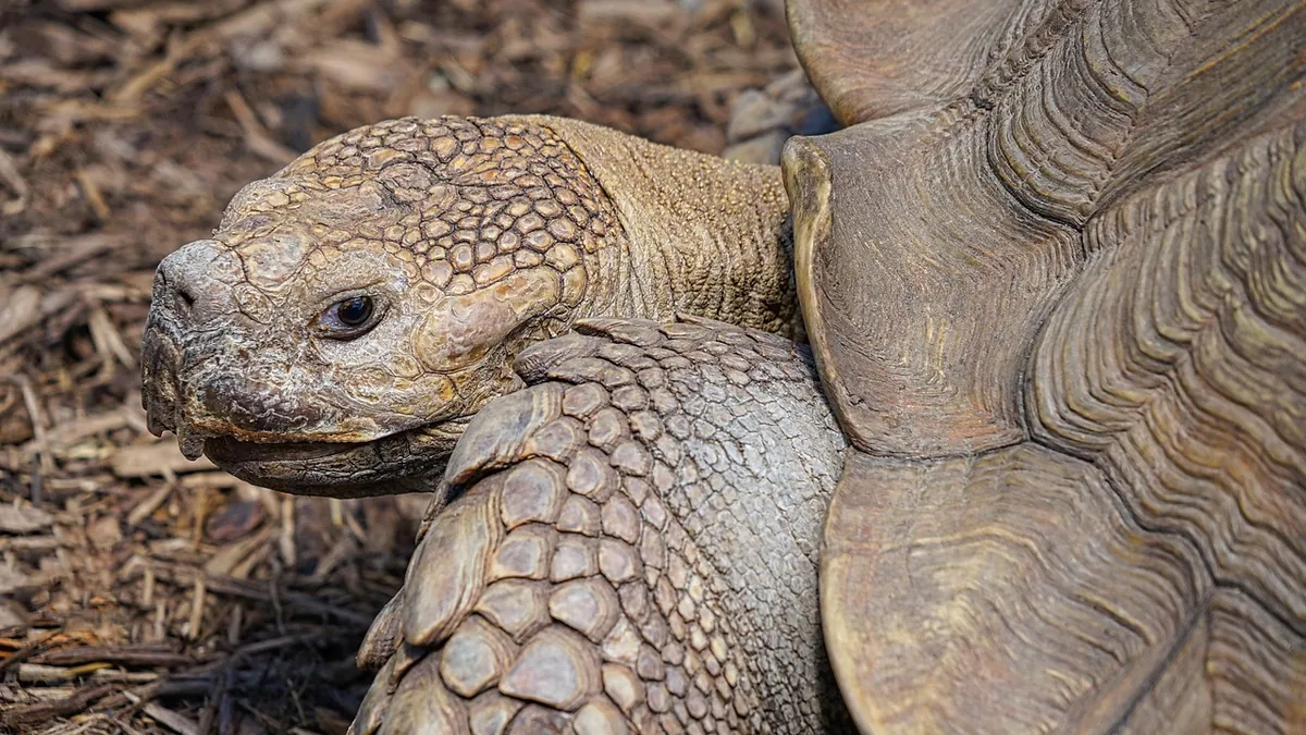 Why Is My Tortoise Always Sleeping? Causes and Concerns