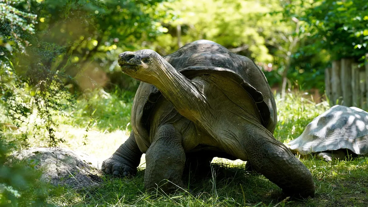 Why Is My Tortoise Climbing the Walls? Causes and Solutions