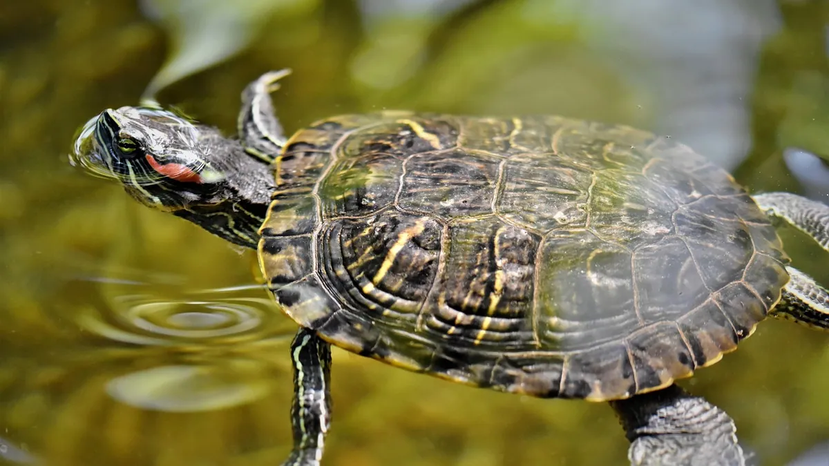 Why Is My Turtle Floating? Causes and What to Do