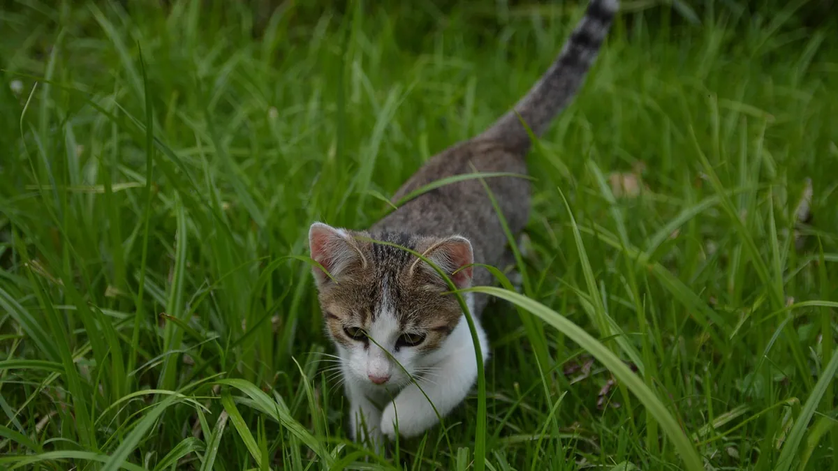Why Does My Kitten Attack My Feet? Play Aggression