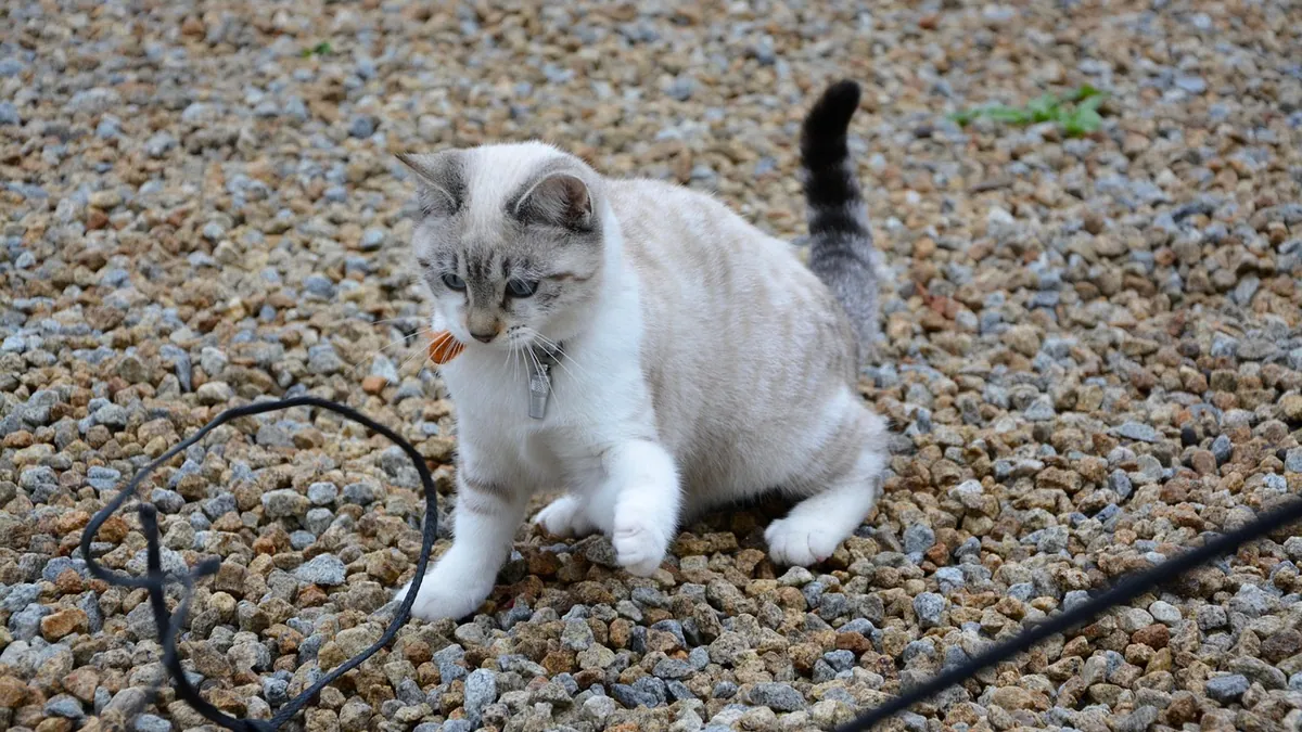 Why Do Kittens Jump on You? Play and Attention Explained
