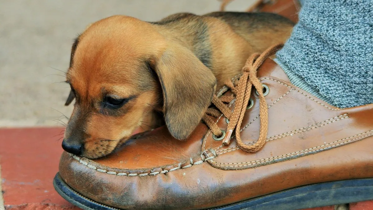 Why Do Puppies Chew Everything? Normal Chewing Explained