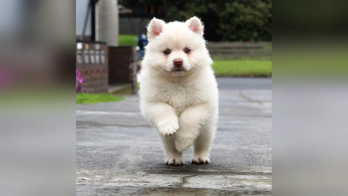 Why Do Puppies Jump So Much? Is It Bad for Them?