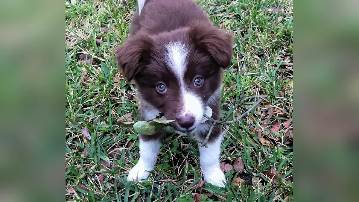 Why Is My Puppy Eating Leaves and Grass?