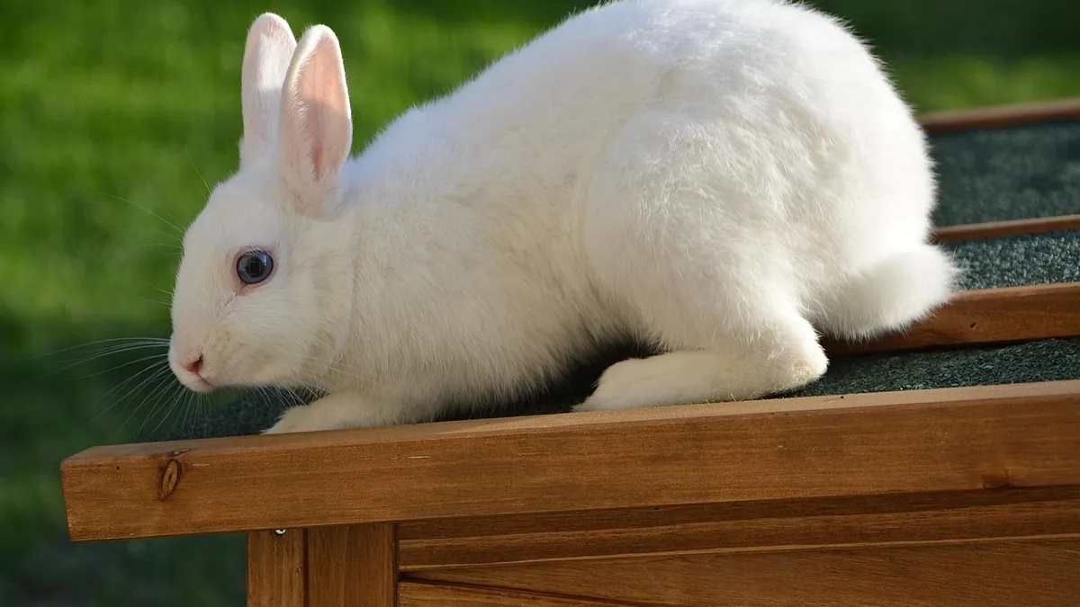 Why Is My Rabbit, Hamster, or Guinea Pig Shaking?
