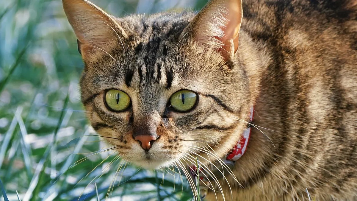 Are Wild Mushrooms Toxic to Cats? What to Do