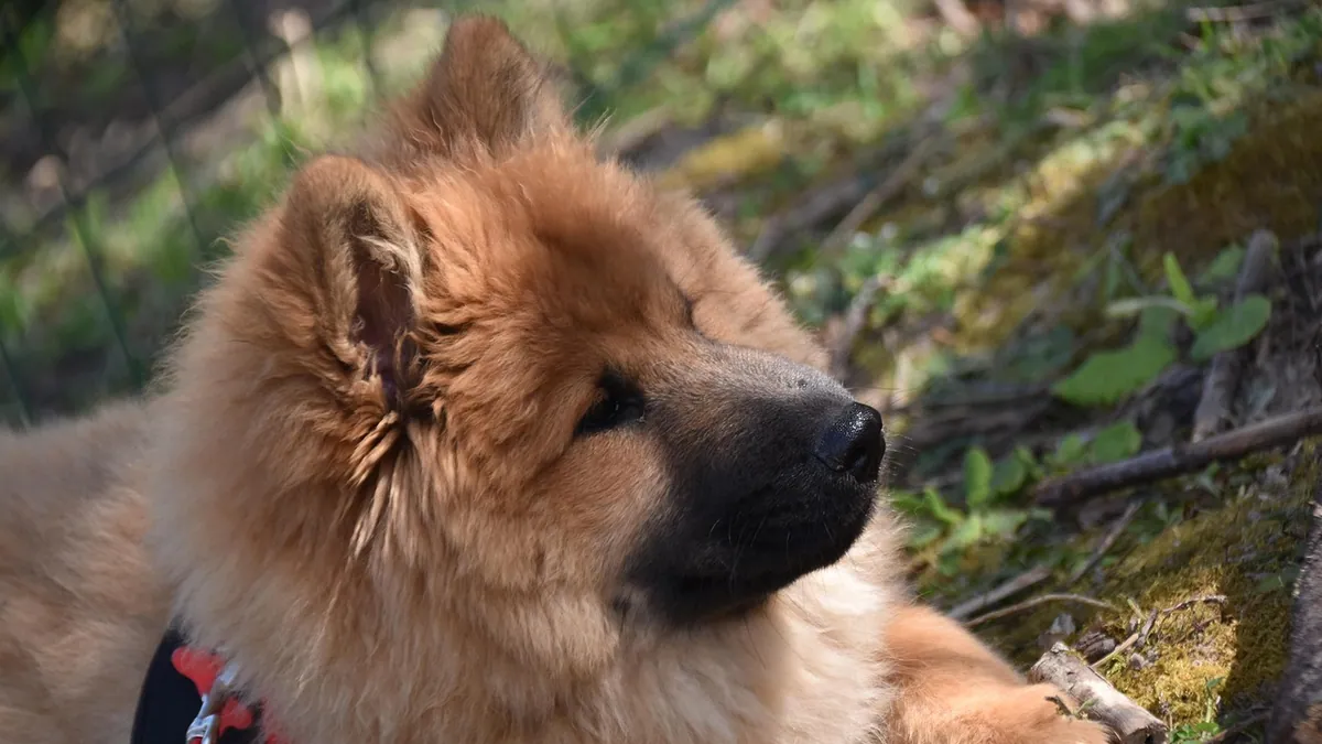 Wildfire Smoke Inhalation in Dogs: Signs and Safety Steps