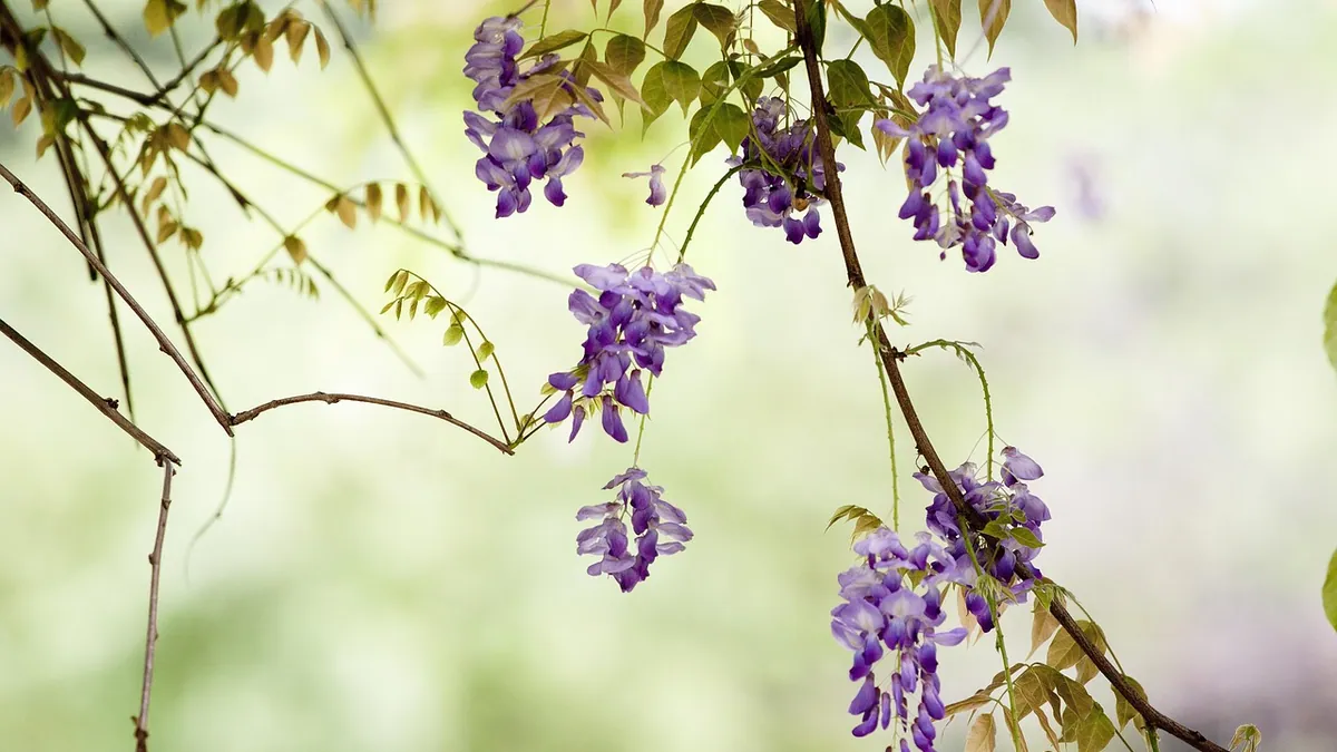 Is Wisteria Toxic to Dogs and Cats?