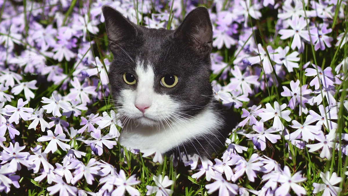 Is Wisteria Toxic to Cats? Vines, Bonsai and Pollen