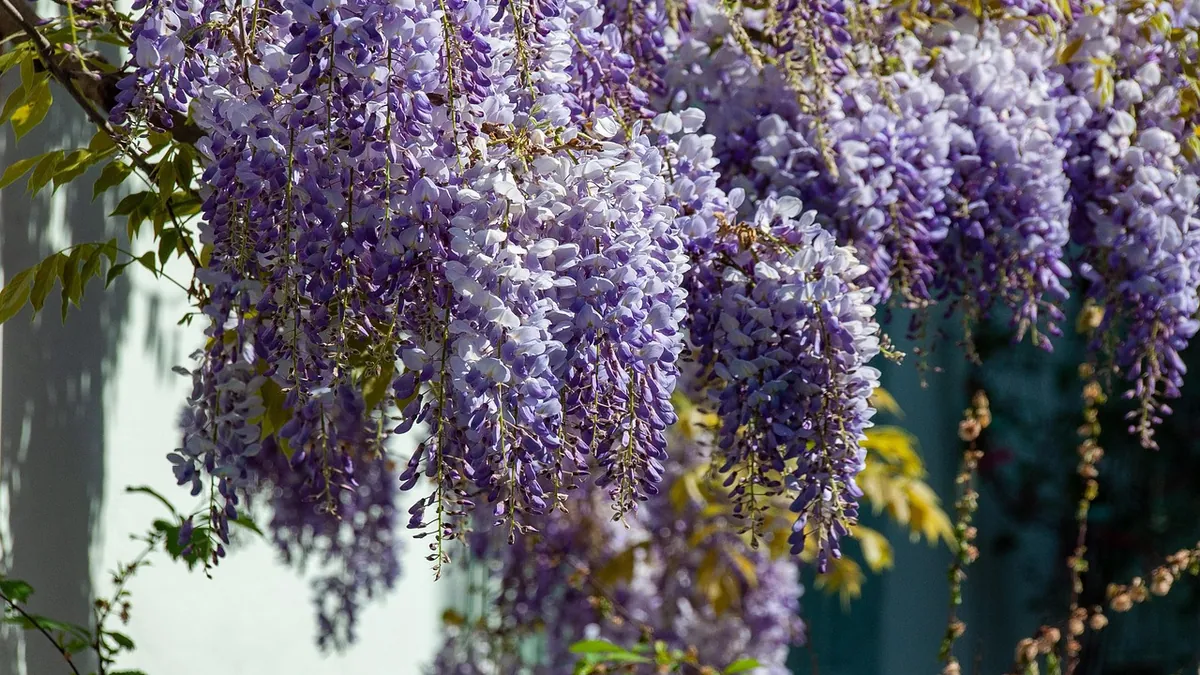 Is Wisteria Toxic to Dogs? Vines, Seeds, and Symptoms