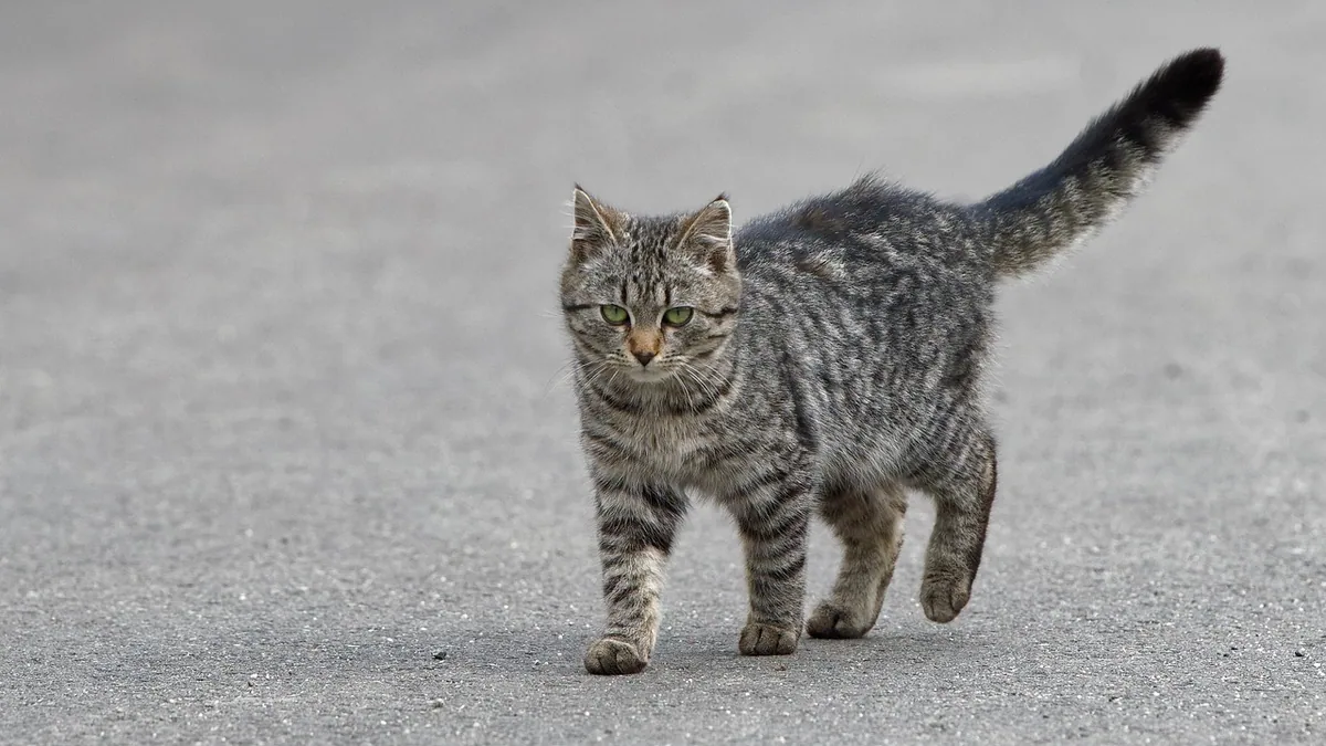 Wobbler Syndrome in Cats: Causes and Treatment