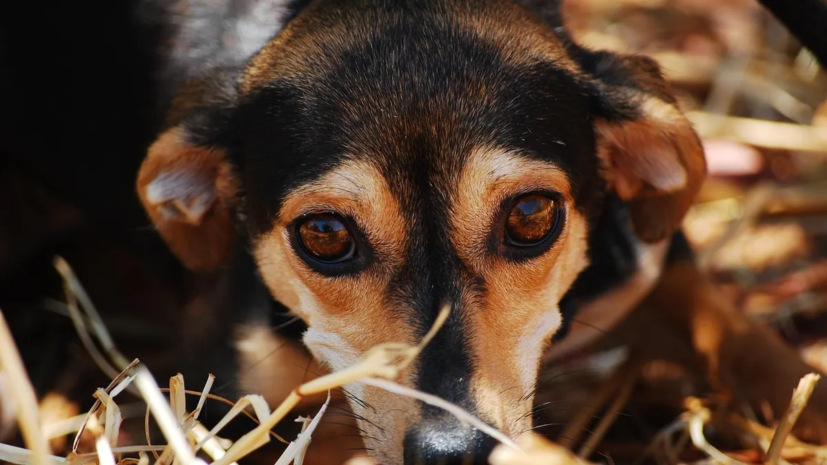 Xanax Not Working for Your Dog? Why and What to Do