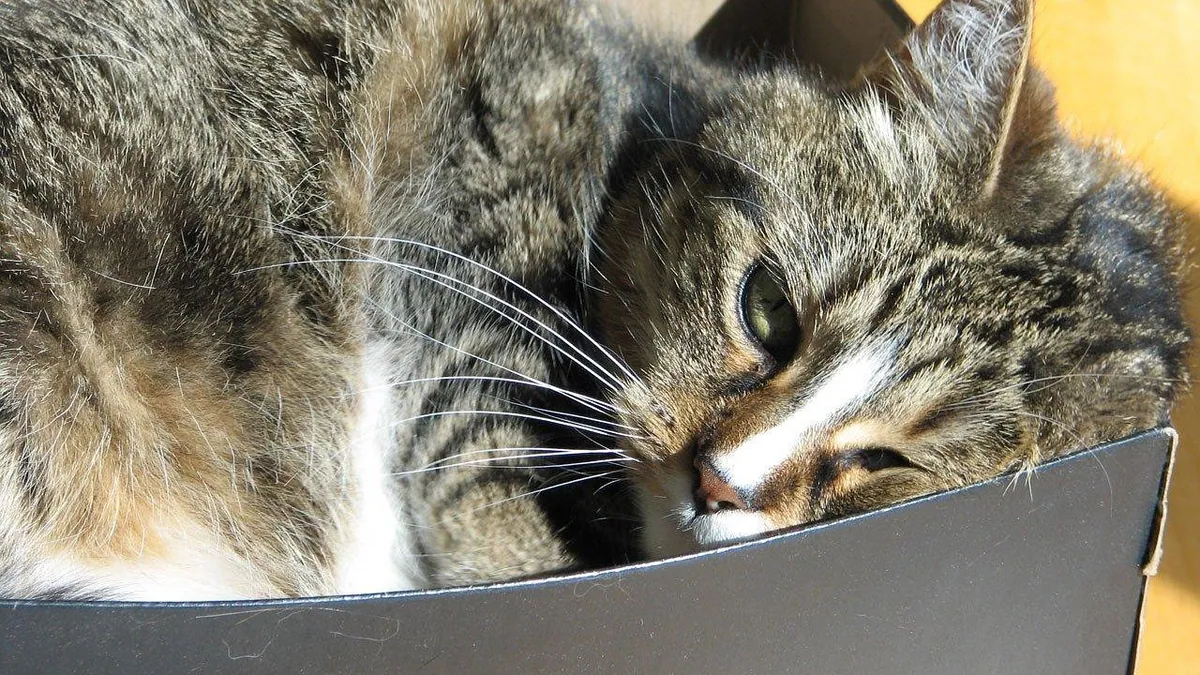Is Xanthan Gum Safe for Cats? What Owners Should Know