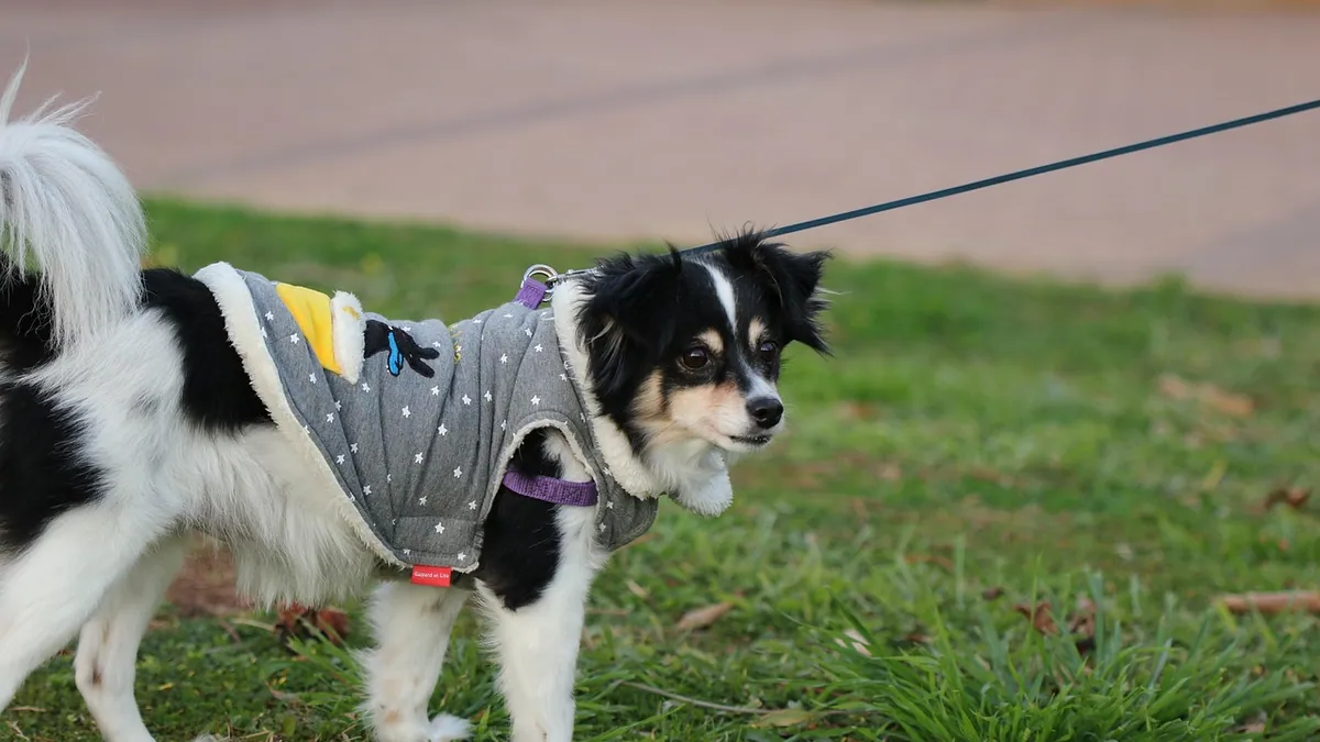 Is Xeroform Safe for Dogs? Wound Dressing Safety