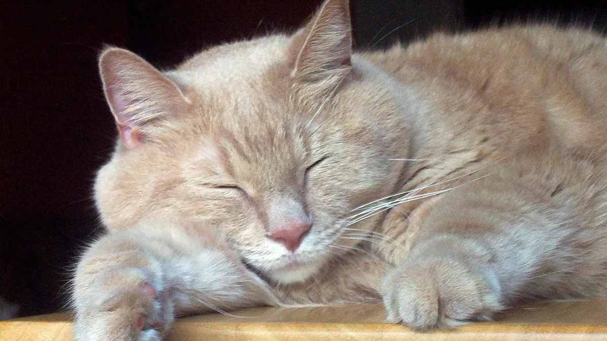 Is Xylazine Safe for Cats? Sedative Risks