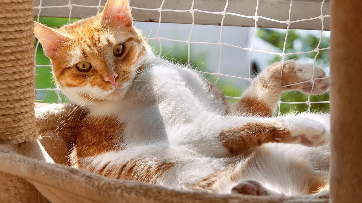 Can You Give a Cat Xyzal for Allergies? What to Know