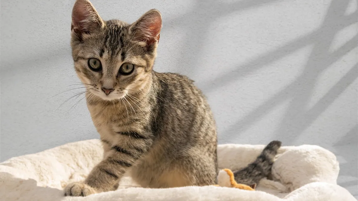 Is Xyzal (Levocetirizine) Safe for Cats?