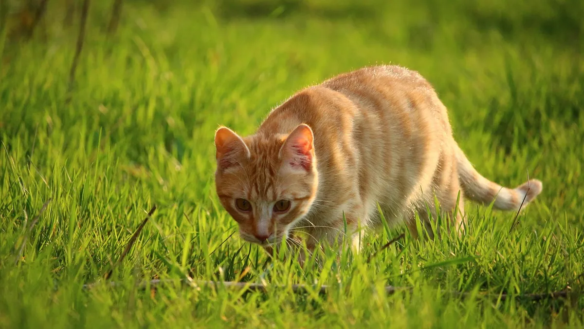 Are Yak Cheese Chews Safe for Cats? Hard Chew Risks