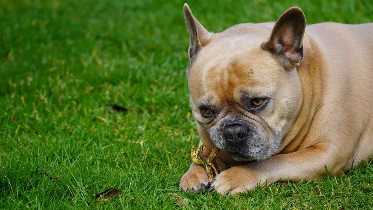 Yak Chews for Dogs: Safety, Age, and How Often