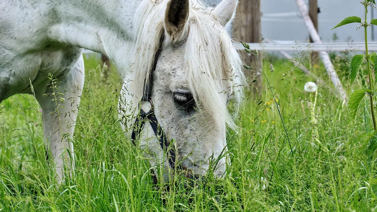 Can Horses and Rabbits Eat Yarrow? Safety and Risks