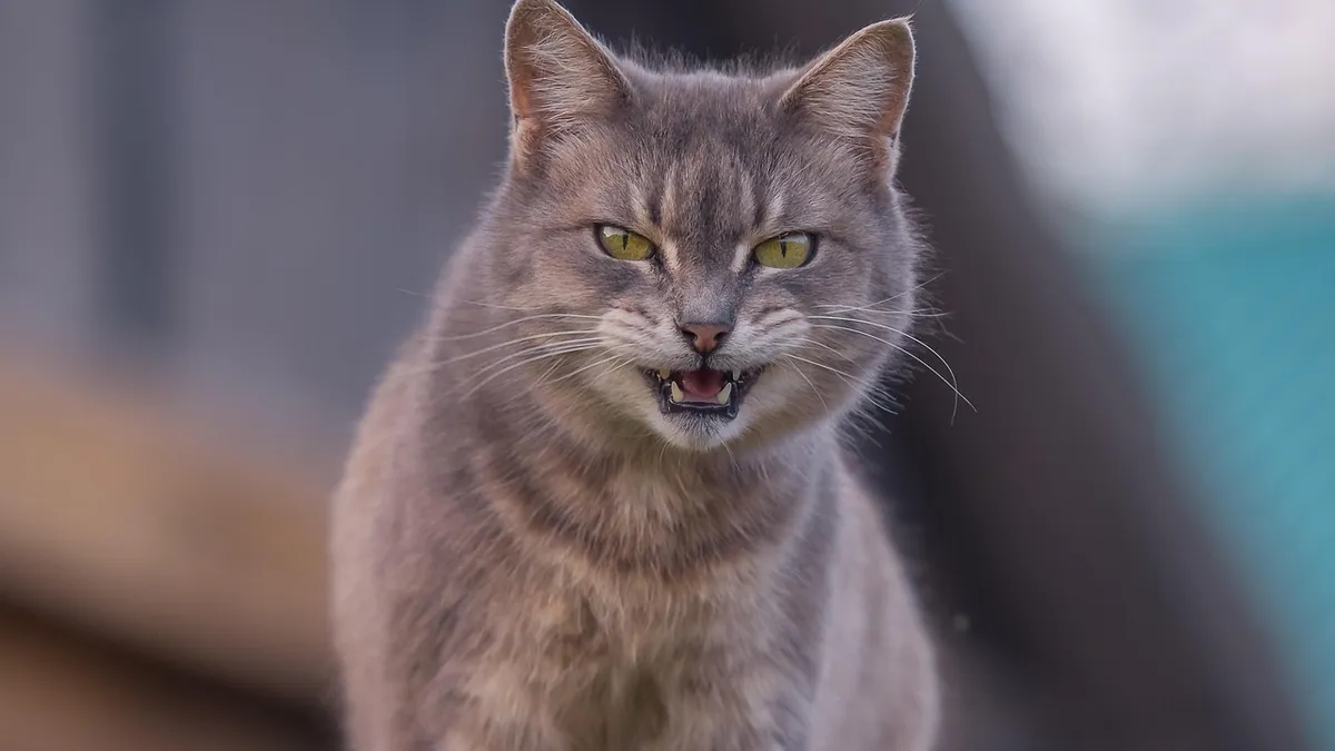 Yellow Gums in Cats: Causes and Treatment