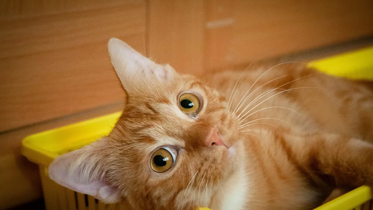 Yellow Mucus in Cat Poop: Causes and When to Worry