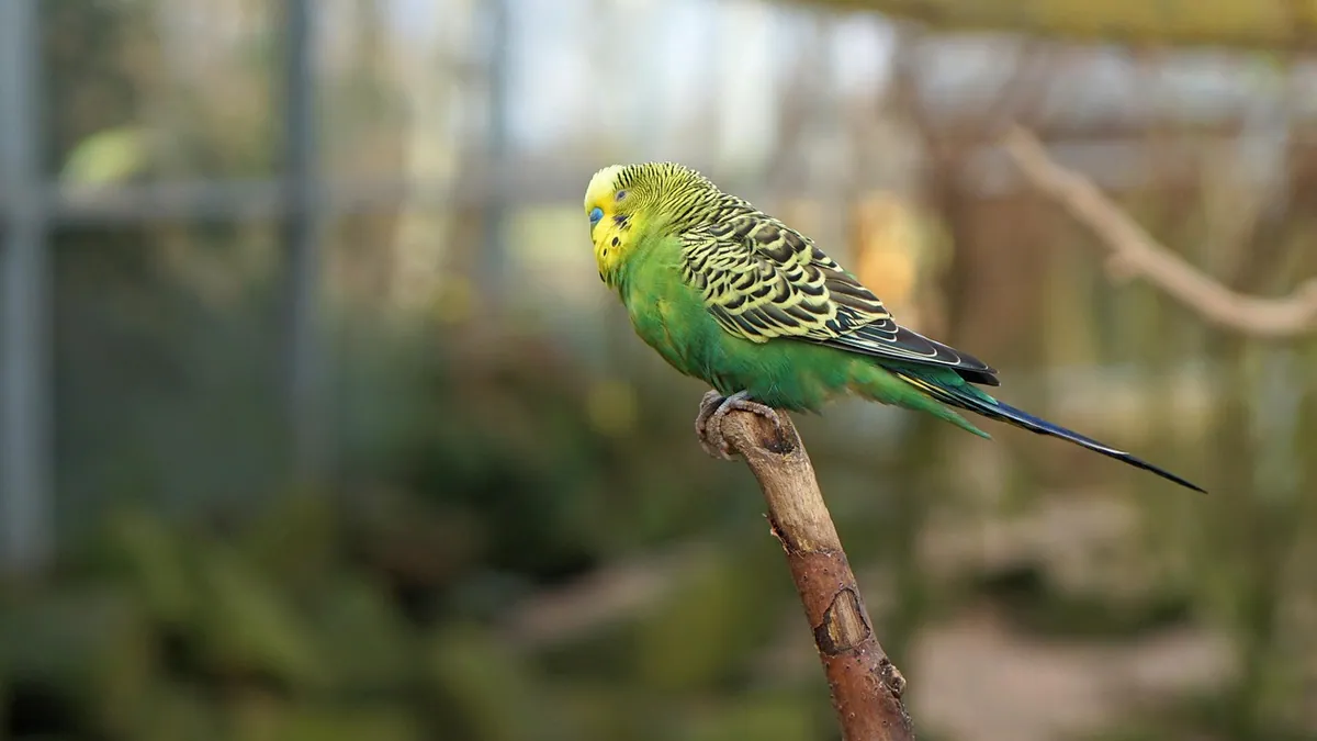Yellow Poop in Cockatiels, Budgies and Puppies: What It Means
